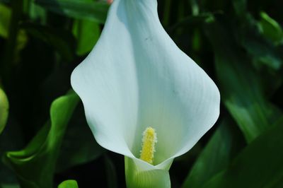 Close-up of white flower