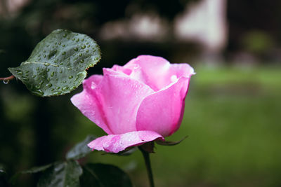 Close-up of pink rose flower