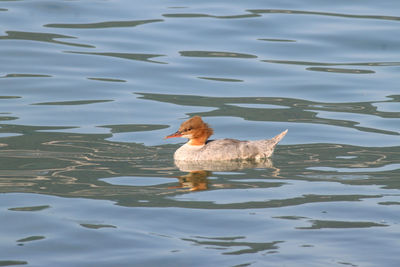 Duck swimming in lake