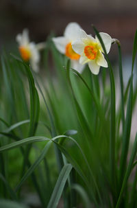 Close-up of yellow flowering plant