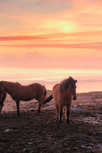 Horses standing on field against orange sky