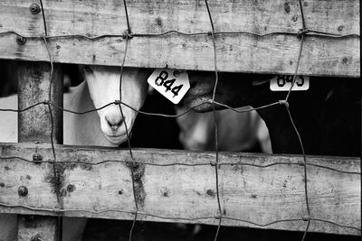 Close-up of goats with tags seen through fence at farm