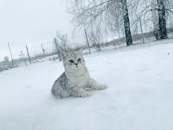 Cats on snow covered field