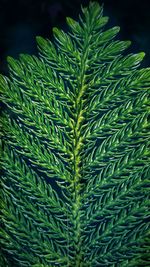 Close-up of green plant