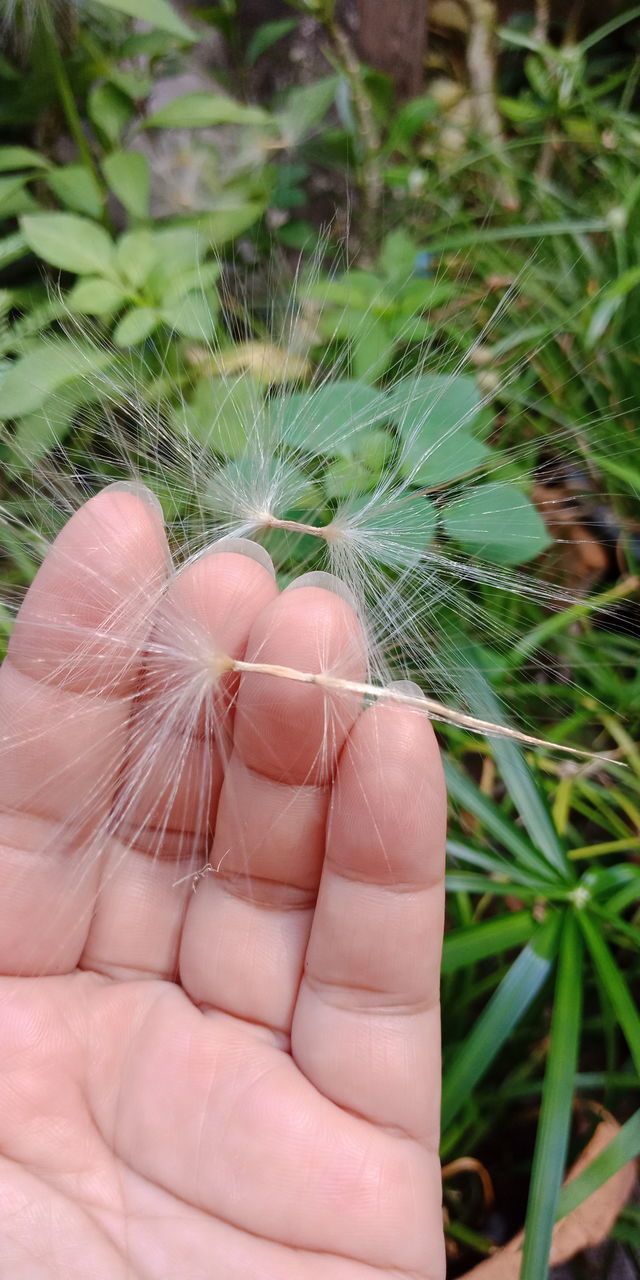 CLOSE-UP OF HAND HOLDING SMALL DANDELION