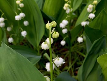 Close-up of white flowering plant