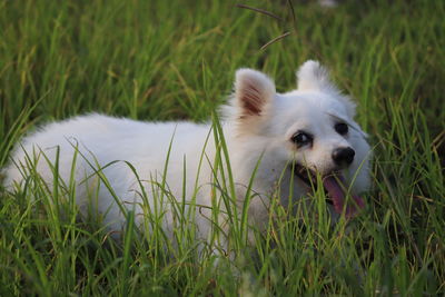 A beautiful dog romming in garden in beauty of nature 