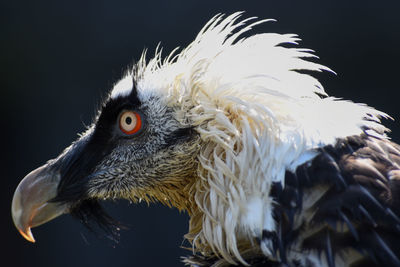 Close-up of eagle