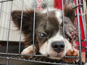 Portrait of dog relaxing in cage