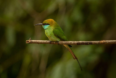 Close-up of bird perching on branch