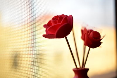 Close-up of red rose in vase