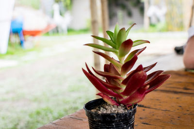 Close-up of potted plant on table