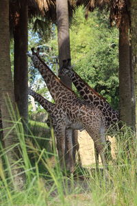 Giraffe in a forest