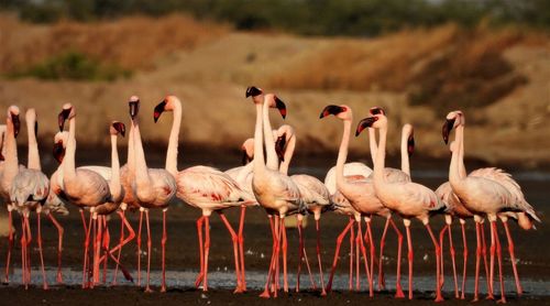 Flock of birds in the lake