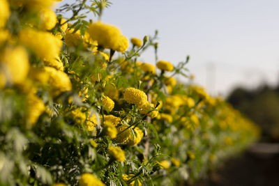 yellow