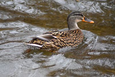 Duck swimming in lake