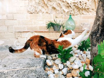 Cat relaxing on wall