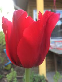 Close-up of red tulip blooming outdoors