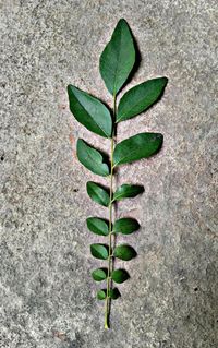 High angle view of plant