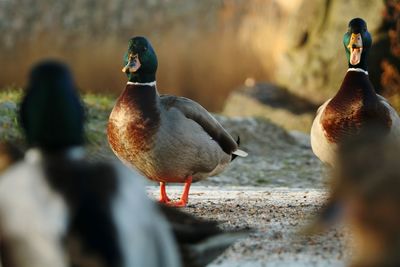 Close-up of birds