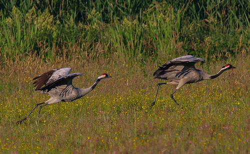 View of birds on grass