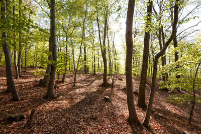 Trees growing in forest