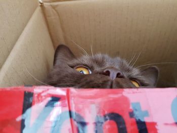 Close-up portrait of a cat