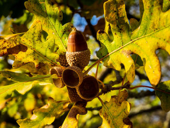 Close-up of tree