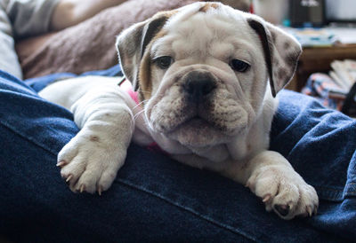 Close-up of dog sleeping