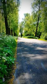 Road passing through forest