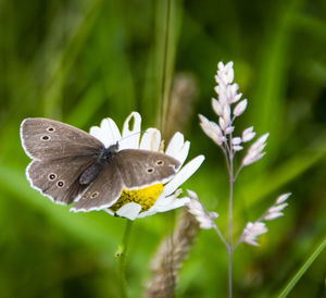 Close-up of butterfly perching on flower