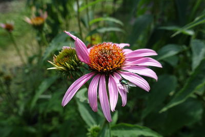 Close-up of pink flower