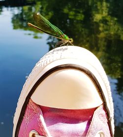 Close-up of insect on a boat