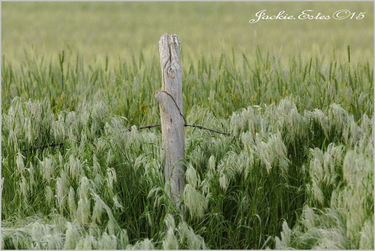 grass, field, green color, growth, plant, nature, tranquility, landscape, tranquil scene, grassy, rural scene, beauty in nature, day, scenics, outdoors, farm, agriculture, focus on foreground, no people, fence