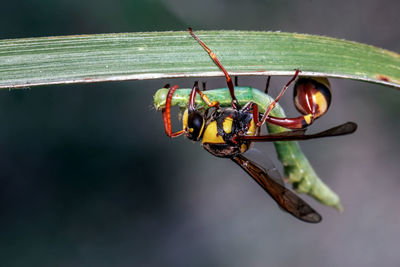 Close-up of potter wasp on a leaf