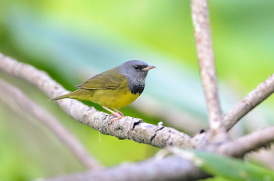 Close-up of bird perching on branch