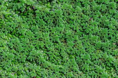 Full frame shot of fresh green plants