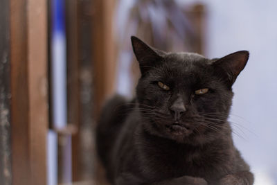 Close-up portrait of a cat