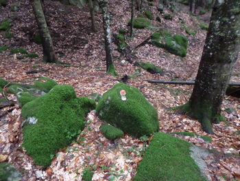 Moss growing on rocks