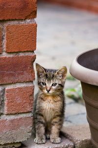 Portrait of a cat against wall