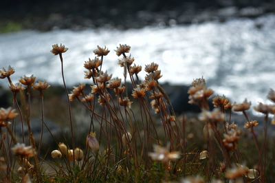 Scenic view of beautiful flowers