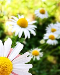 Close-up of white daisy flowers