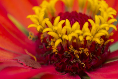 Extreme close-up of red flower