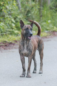Portrait of dog standing on road