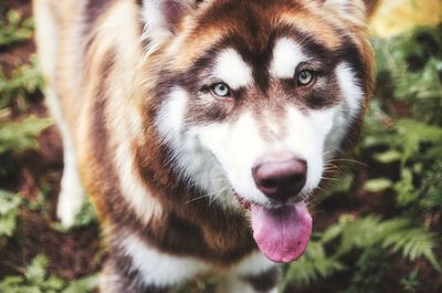 Portrait of alaskan malamute dog on field