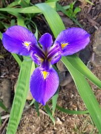 Close-up of purple crocus flowers on field