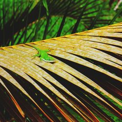 Close-up of caterpillar on leaf