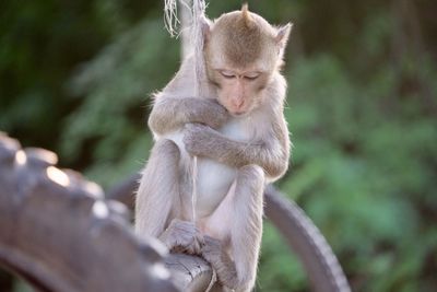 Monkey sitting on wheel