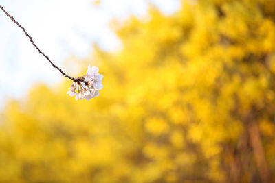 Close up of yellow flower