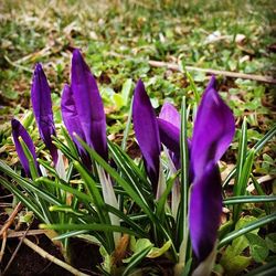 purple